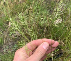 Pentapogon quadrifidus