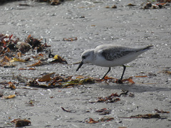 Calidris alba