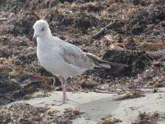 Larus delawarensis
