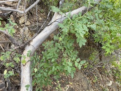 Rhus tepetate