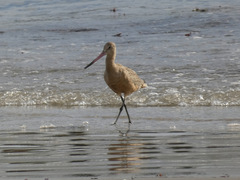 Limosa fedoa