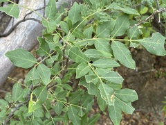 Rhus tepetate