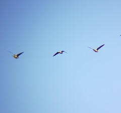 Cyanoliseus patagonus