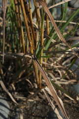 Elymus mutabilis