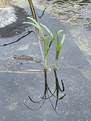 Cyperus dioicus