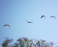 Cyanoliseus patagonus