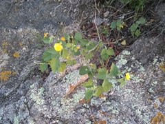 Pseudabutilon virgatum