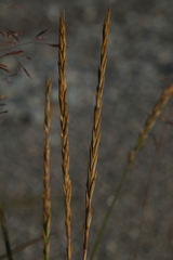 Elymus mutabilis