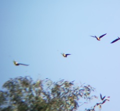 Cyanoliseus patagonus