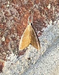 Glaphyria peremptalis