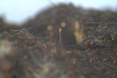 Clastoderma debaryanum