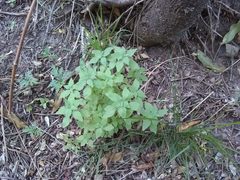 Parietaria debilis
