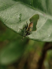 Idiella