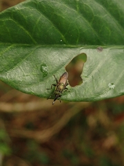 Idiella