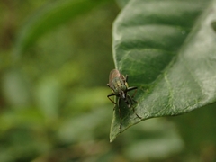 Idiella