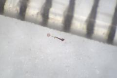 Clastoderma debaryanum