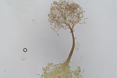 Clastoderma debaryanum