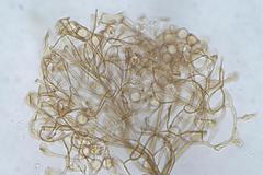 Clastoderma debaryanum