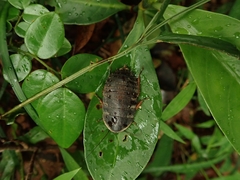 Opisthoplatia