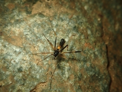 Pselliophora
