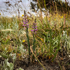 Comesperma polygaloides