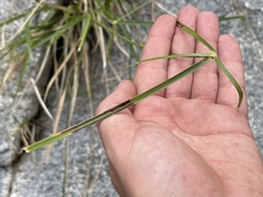 Cyperus dioicus