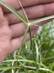 Cyperus dioicus