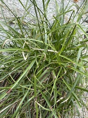 Cyperus dioicus
