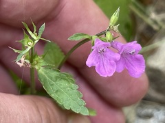 Stachys tenerrima