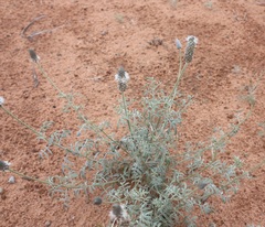 Dalea flavescens