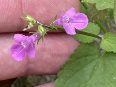 Stachys tenerrima