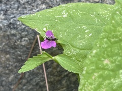 Stachys tenerrima