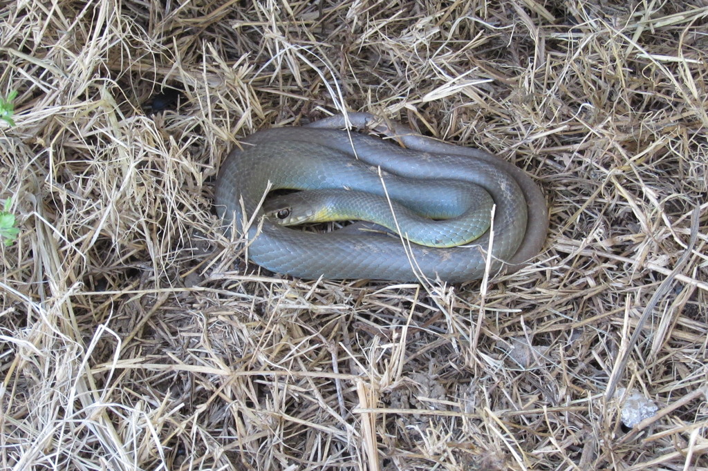 Eastern Yellow-bellied Racer from tulsa zoo on April 29, 2018 by Lisa ...