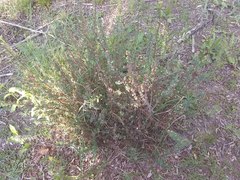 Phyllanthus ramillosus