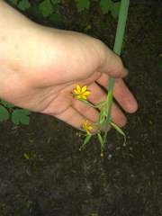 Sisyrinchium palmifolium
