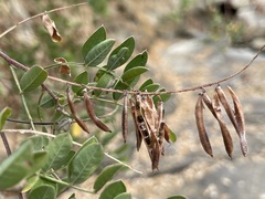 Indigofera fruticosa