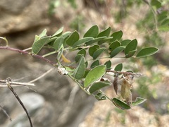 Indigofera fruticosa