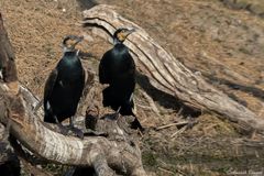 Phalacrocorax carbo