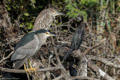 Nycticorax nycticorax