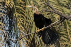 Anhinga melanogaster
