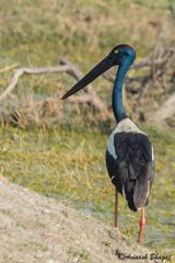 Ephippiorhynchus asiaticus