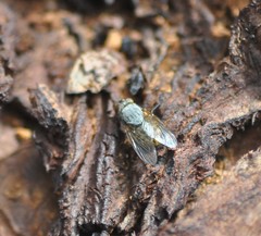 Calliphora hilli