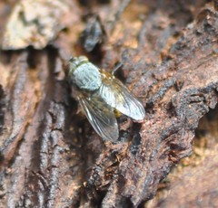 Calliphora hilli