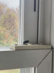 Diptera