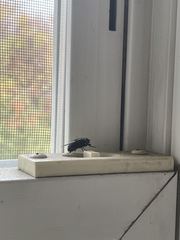 Diptera