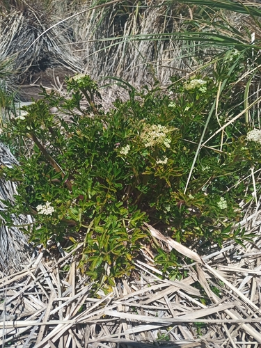 Apium australe · iNaturalist