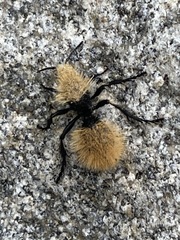 Dasymutilla magna