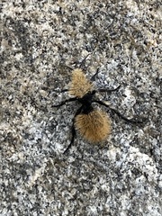 Dasymutilla magna