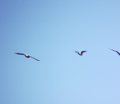 Cyanoliseus patagonus