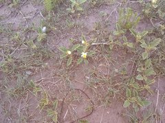 Solanum juvenale